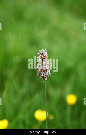 Wiese Foxtail grass (Alopecurus pratensis), Blütenstand und Antheren, Staffordshire, England, UK Stockfoto