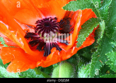 Eine Nahaufnahme einer Anemone Coronaria Blume als auch Mohn Anemone oder Spanisch Ringelblume Stockfoto