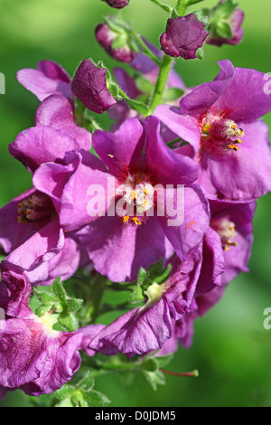 Eine Nahaufnahme der lila Malve Blume, England, Großbritannien Stockfoto