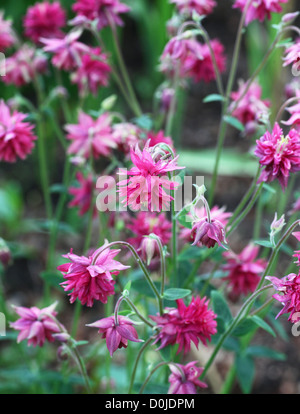 Aquilegia Vulgaris Plena rosa möglicherweise 'Rose Barlow' Akelei Blumen Stockfoto