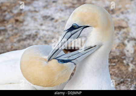 Zwei Australasian Basstölpel pflegen einander in einem Nest am Cape Kidnappers Tölpelkolonie in Hawkes Bay, Neuseeland. Stockfoto