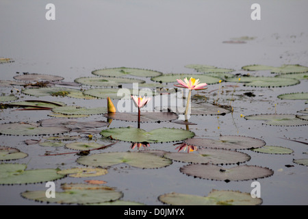 Rückstau in Indien mit Seerosen Stockfoto