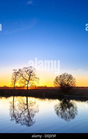 Drei Bäume spiegeln sich in den Fluss Ant bei Sonnenuntergang. Stockfoto