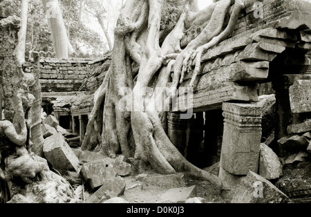 Würger Bäume wachsen auf den Ruinen des Tempels von Ta Prohm an den Tempeln von Angkor im Dschungel in Kambodscha in Südostasien. Kambodscha Reisen Stockfoto