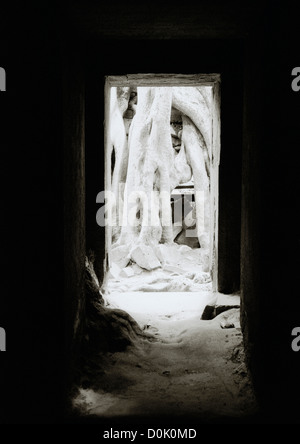 Im kambodschanischen Dschungel ist der Tempel Ta Prohm in den Tempeln von Angkor in Kambodscha in Südostasien. Kambodscha Asien reisen Stockfoto