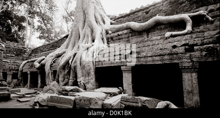 Würger Bäume wachsen auf den Ruinen des Tempels von Ta Prohm an den Tempeln von Angkor im Dschungel in Kambodscha in Südostasien. Kambodscha Reisen Stockfoto