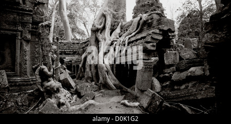 Würger Bäume wachsen auf den Ruinen des Tempels von Ta Prohm an den Tempeln von Angkor im Dschungel in Kambodscha in Südostasien. Kambodscha Reisen Stockfoto