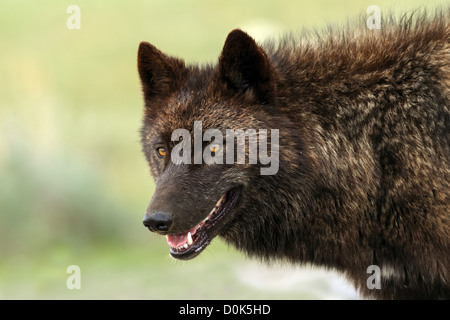 Ein wilder (nicht gefangen) Wolf aus dem Mollies Pack im Yellowstone-Nationalpark, Wyoming, USA Stockfoto