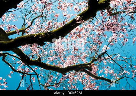 Blüten auf einem Baum im Park der Lamas. Stockfoto