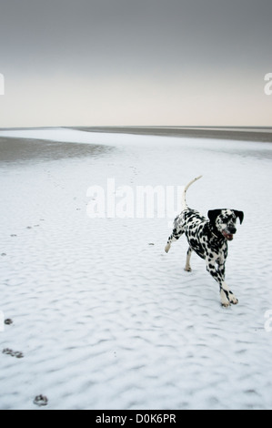 Ein dalmatinischen Hund läuft auf einen gefrorenen Strand. Stockfoto