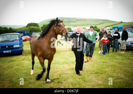 Ein Pferd ist Offerd zum Verkauf an ein Waliser Pferd fair. Stockfoto