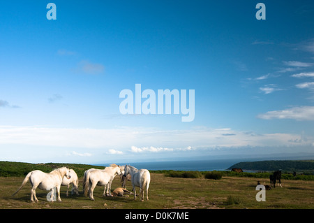 Wilde Pferde auf einer Klippe Walisisch. Stockfoto