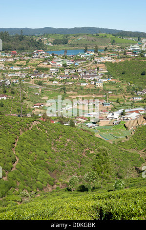 Teebräuche, die die Hänge oberhalb von Nuwara Eliya Sri Lanka bedecken Stockfoto