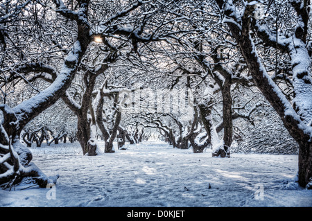 Eine Reihe von Schnee bedeckt Bäume in einem Obstgarten. Stockfoto