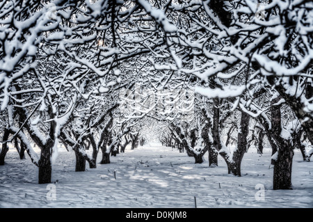 Eine Reihe von Schnee bedeckt Bäume in einem Obstgarten. Stockfoto