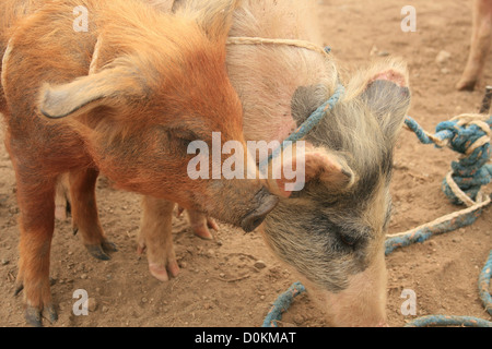 Ein paar Schweine warten auf die Outdoor-live-Tier-Markt in Otavalo, Ecuador verkauft werden Stockfoto