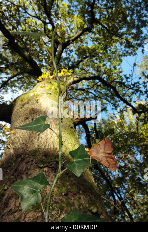 Gefiederten Thorn Motte. Stockfoto