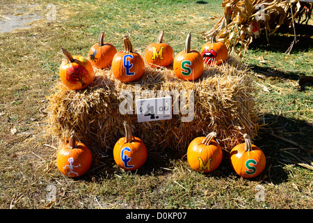 Orangefarbene Kürbisse auf dem Display in auf Heuballen für Halloween dekoriert Stockfoto