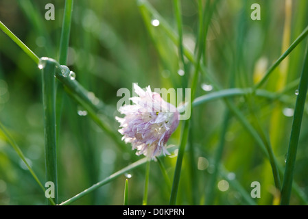Schnittlauch Blüte nach Regen hautnah Stockfoto