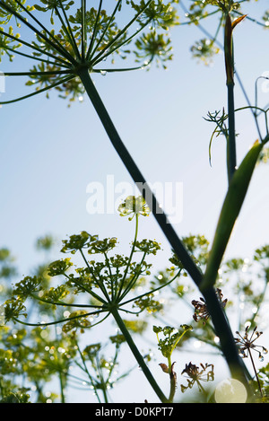 Fenchel-Blume nach Regen hautnah Stockfoto