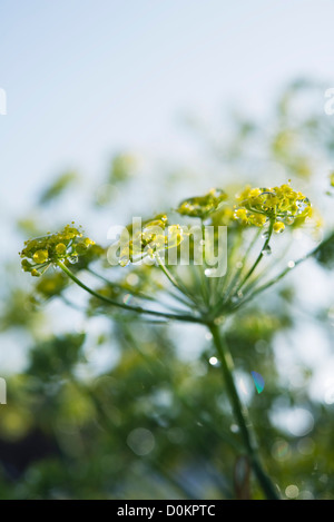 Fenchel-Blume nach Regen hautnah Stockfoto