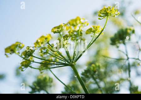 Fenchel-Blume nach Regen hautnah Stockfoto