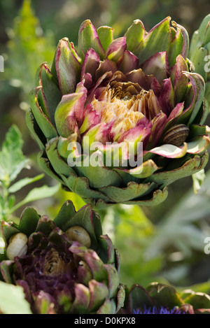 Artischocke Pflanze, close-up Stockfoto