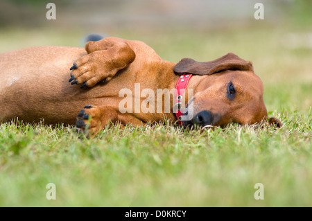 Hund genug schlafen gespielt Stockfoto