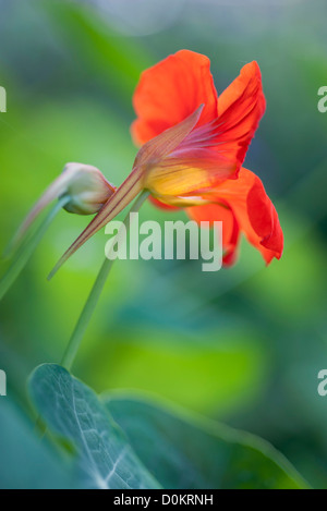 Kapuzinerkresse Blüten Stockfoto