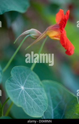 Kapuzinerkresse Blüten Stockfoto