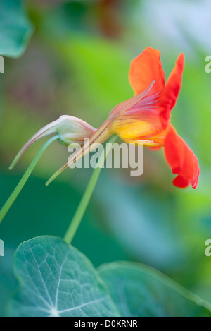 Kapuzinerkresse Blüten Stockfoto