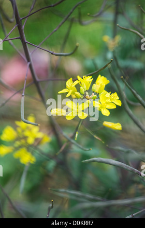 Senf Blumen china Stockfoto