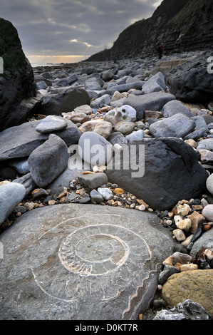 Großer Ammonit Fossil eingebettet in Felsen am Strand von Pinhay Bay in der Nähe von Lyme Regis, Jurassic Coast, Dorset, Südengland, Großbritannien Stockfoto