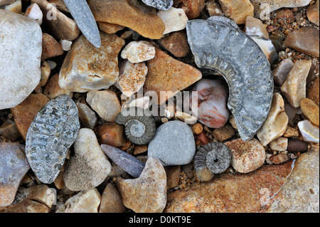 Fossilien, wie fossile Wächter der Belemniten und Ammoniten am Kiesstrand in der Nähe von Lyme Regis, Jurassic Coast, Dorset, England, UK Stockfoto