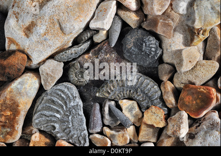 Fossilien, wie fossile Wächter der Belemniten und Ammoniten am Kiesstrand in der Nähe von Lyme Regis, Jurassic Coast, Dorset, England, UK Stockfoto