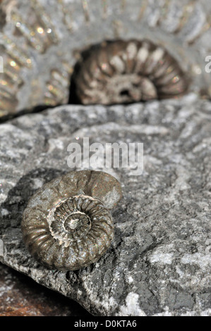 Ammoniten Fossilien (Promicroceras Planicosta) auf dem Kiesstrand in der Nähe von Lyme Regis, Jurassic Coast, Dorset, Südengland, Großbritannien Stockfoto