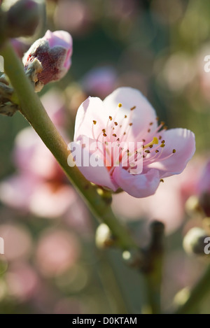 Niederlassungen der Apfelblüten Stockfoto