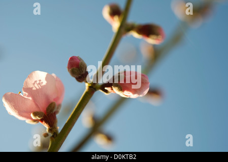 Niederlassungen der Apfelblüten Stockfoto