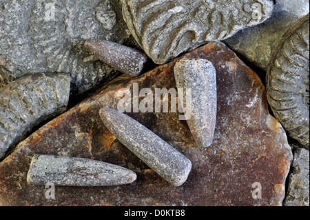 Fossilien, wie fossile Wächter der Belemniten und Ammoniten am Kiesstrand in der Nähe von Lyme Regis, Jurassic Coast, Dorset, England, UK Stockfoto