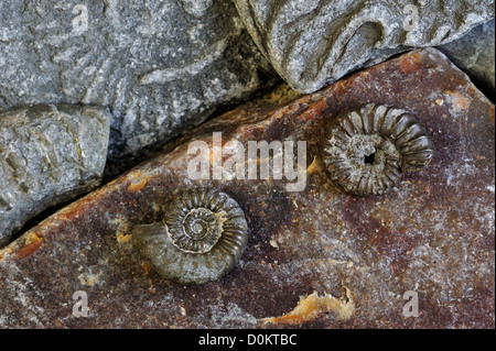 Ammoniten Fossilien (Promicroceras Planicosta) auf dem Kiesstrand in der Nähe von Lyme Regis, Jurassic Coast, Dorset, Südengland, Großbritannien Stockfoto