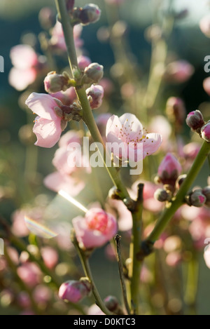 Niederlassungen der Apfelblüten Stockfoto