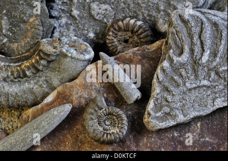 Fossilien, wie fossile Wächter der Belemniten und Ammoniten am Kiesstrand in der Nähe von Lyme Regis, Jurassic Coast, Dorset, England, UK Stockfoto