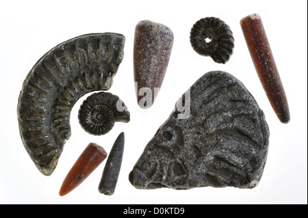 Sammlung von Fossilien wie fossile Wächter der Belemniten und Ammoniten aus Jurassic Coast, Lyme Regis, Dorset, Südengland, UK Stockfoto