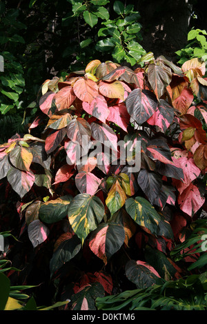 Copperleaf, Firedragon, Jacob Mantel, Match-mich-If-you-Can, Hoja de Cobre, Fotocommunity Wilkesiana, Euphorbiaceae. Fidschi-Inseln. Stockfoto