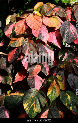 Copperleaf, Firedragon, Jacob Mantel, Match-mich-If-you-Can, Hoja de Cobre, Fotocommunity Wilkesiana, Euphorbiaceae. Fidschi-Inseln. Stockfoto