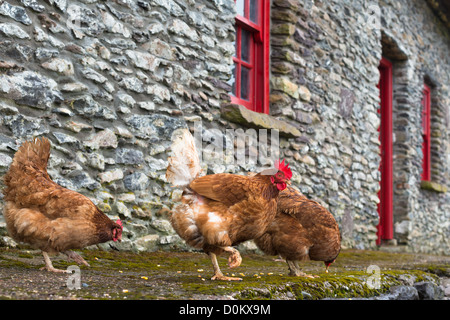 Hühner im 19. Jahrhundert strohgedeckten Hungersnot Cottages, Fahan, Halbinsel Dingle, County Kerry in Irland. Stockfoto