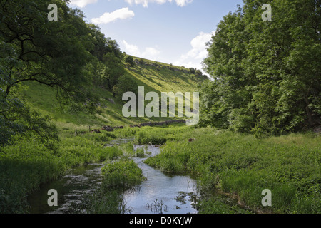 River Lathkill Dale im Nationalpark Derbyshire Peak District, englische Landschaft, England, Großbritannien Stockfoto