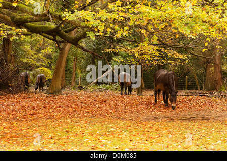 Ponys Weiden Burnham Beeches Buckinghamshire England Stockfoto