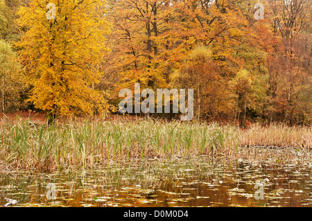 Mittleren Teich am Burnham Beeches Buckinghamshire England Stockfoto