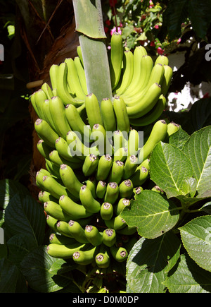 Kanarische Bananen, Icod de Los Vinos, Teneriffa, Kanarische Inseln. Dwarf Cavendish Banane, Musa Acuminata, Musaceae. Stockfoto